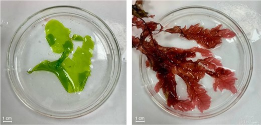 Visualizing Seaweed Cell Walls with Bioorthogonal Chemistry