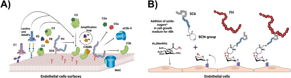 Click Chemistry Assay for Peptide Coating Evaluation