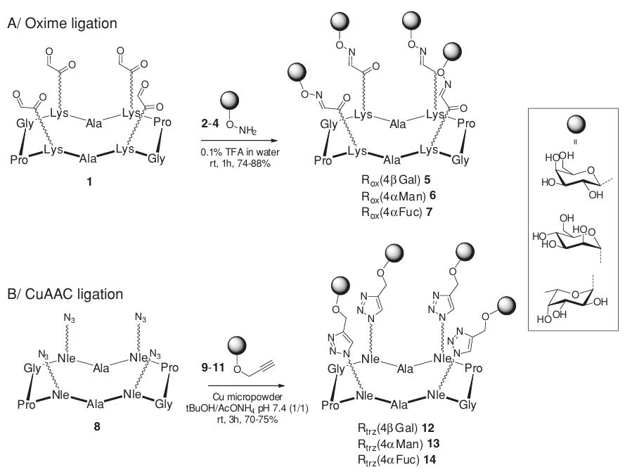 Lectin Inhibition with Click-Derived Glycocyclopeptides