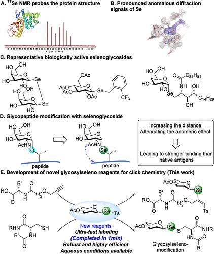 Ultrafast Biomolecular Labeling <em>via</em> Photo-click Glycosylation