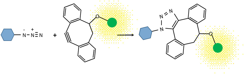 Copper-Free Click Chemistry Visualizes Plant Cell Wall Dynamics