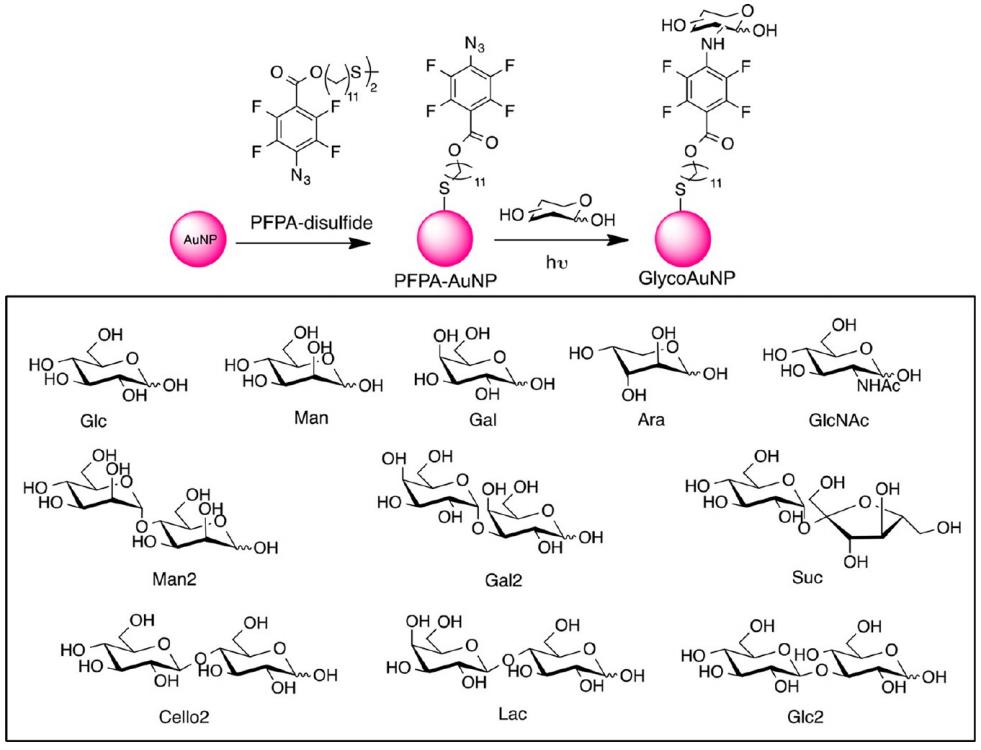 Visualizing Pectin Dynamics in Living Plant Cell Walls